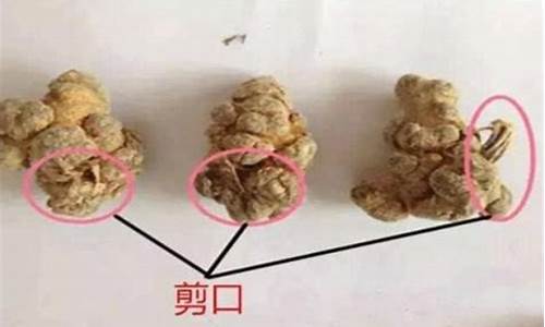 三七被扒皮是什么生肖_三七去皮