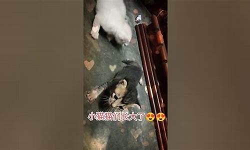 秤量猫猫是代表什么生肖_秤量什么意思