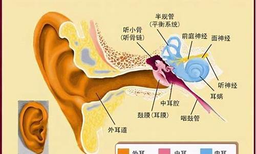 什么生肖的耳朵听力好_什么生肖的耳朵听得远