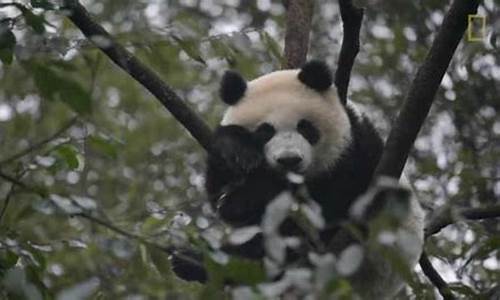 熊猫吃喝_熊猫饮食是什么生肖