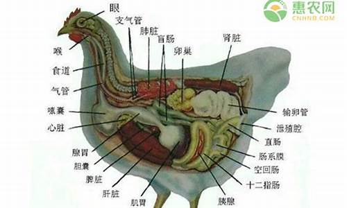 胆大心细指哪个动物生肖_胆大心细打一动物