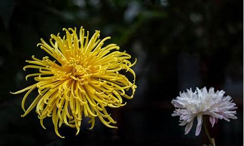 欲钱找秋菊香的生肖_秋菊指的是什么生肖