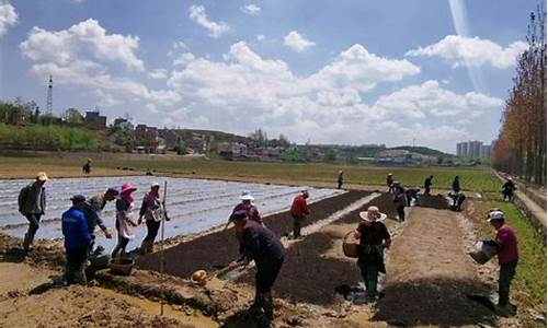 农家播种忙地里指什么生肖_农家种田忙下载