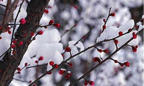 红梅含苞傲冬雪指什么生肖_红梅含苞傲冬雪下联是