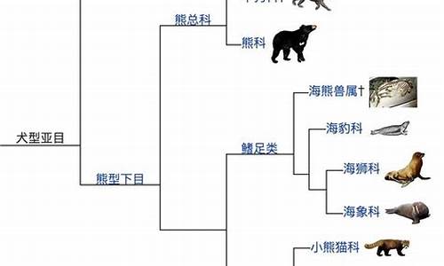 纲目是啥意思_纲食肉目是什么生肖