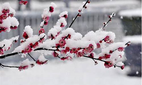 一八梅花二度开是什么生肖_一八梅花二度开打一数字