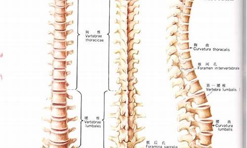 脊背弯曲是什么词语_脊背骨骼弯曲的生肖
