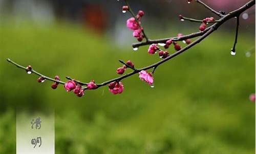 飞絮落花时节近清明翻译_飞絮落花指什么生肖