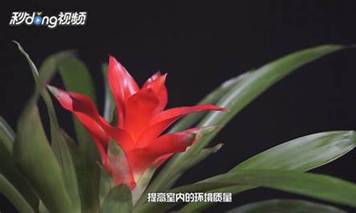 生肖龙不能养什么花草植物_生肖龙不能养什么花草