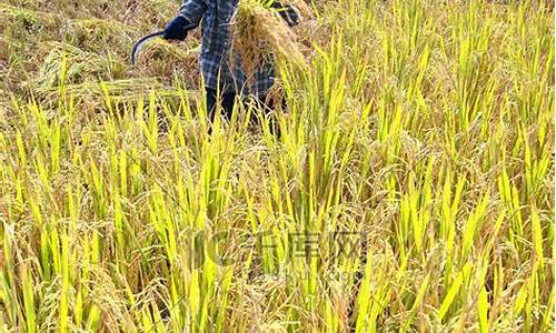 农家水稻耕地忙是什么生肖_田地农家争早眠打一动物