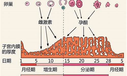 什么动物有月经_有月经的是什么生肖