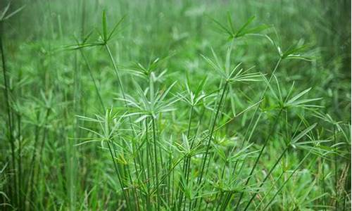 避野草丛是什么生肖_避野草丛是什么生肖呢