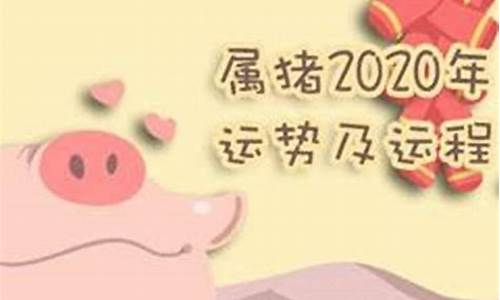 属猪运势2019年运势如何_2019生肖猪运势