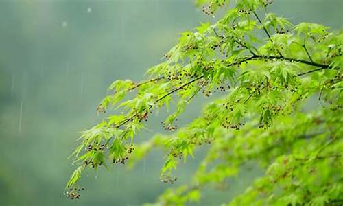 雨后春什么?_雨后春天代表啥生肖