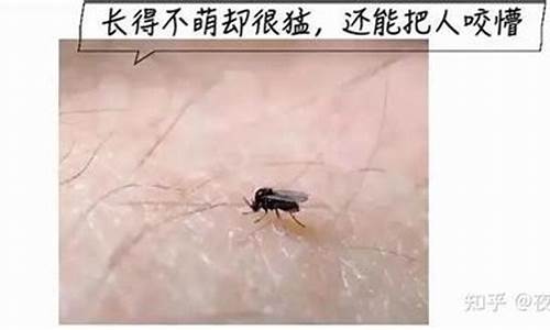 摆明放蚊是什么生肖_摆明是什么意思