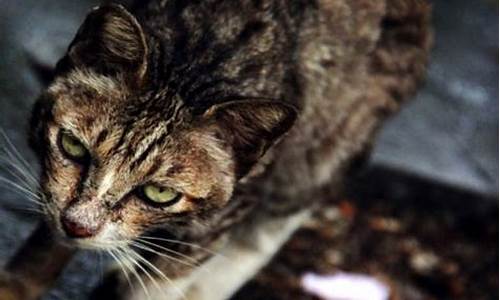 梦到野猫意味着什么生肖_做梦梦到野猫是什么征兆