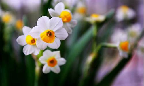 水仙花代表什么生肖_水仙花的生肖