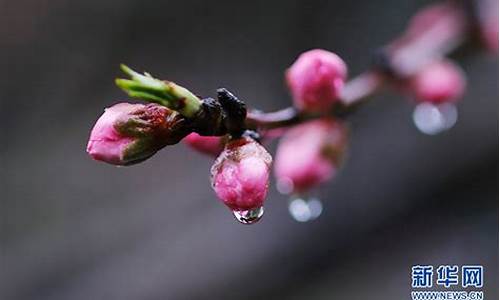 春雨润花是啥生肖_春雨润物细无声指什么生肖