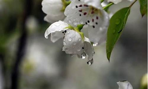 雨打梨花是何生肖动物_雨打梨花是何生肖