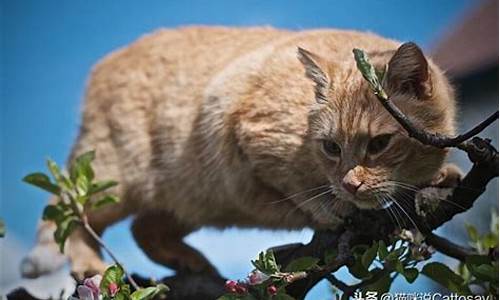 野猫的行为代表什么生肖_野猫的特性和寓意