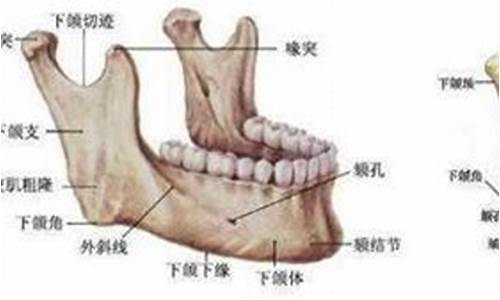 下颌无牙颌的解剖图_下颚无牙是什么生肖