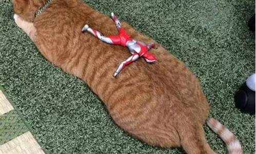 猫和奥特曼打怪兽_猫和奥特曼代表什么生肖