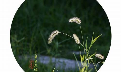 闲花野草是什么生肖_闲花野草是什么生肖数字