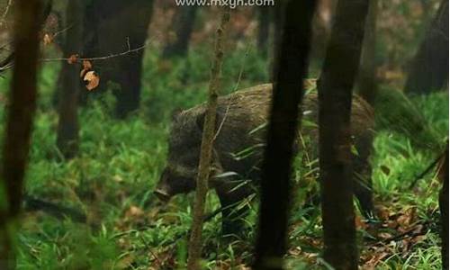 做梦梦见打野猪_梦见打野猪是什么生肖