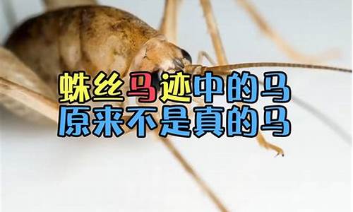 蛛丝马迹什么生肖_蛛丝马迹指什么生肖