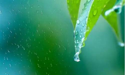 下半年的雨水情况_下半年雨水预示什么生肖