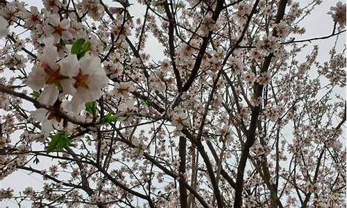 小树开花是什么生肖_小树开花不结果打三个数字